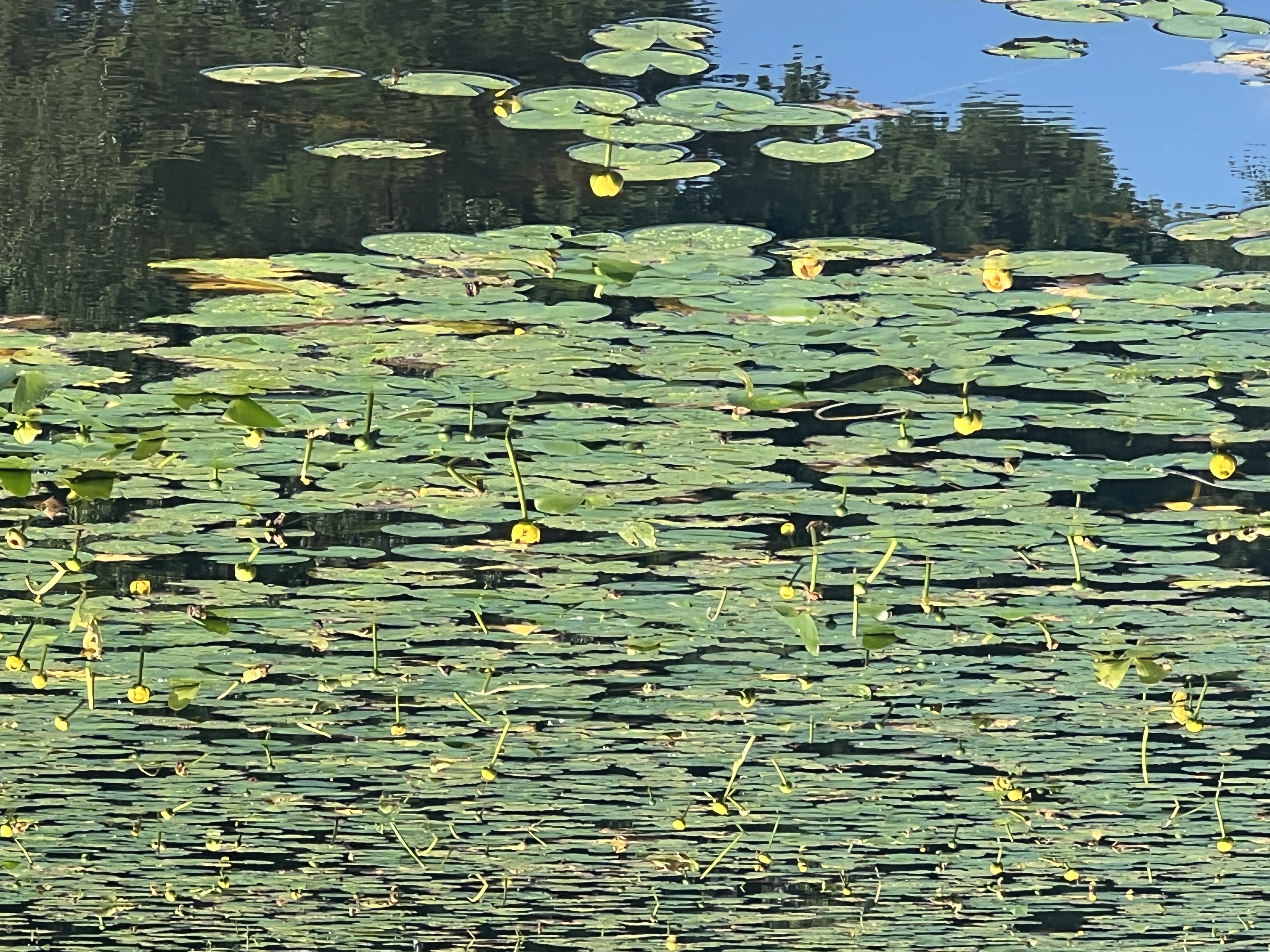 An example of a proposed Lily Pad Power PV array.